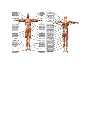 Doc7 - function anatomy - human gorilla pelvis iliac crest pelvis ...