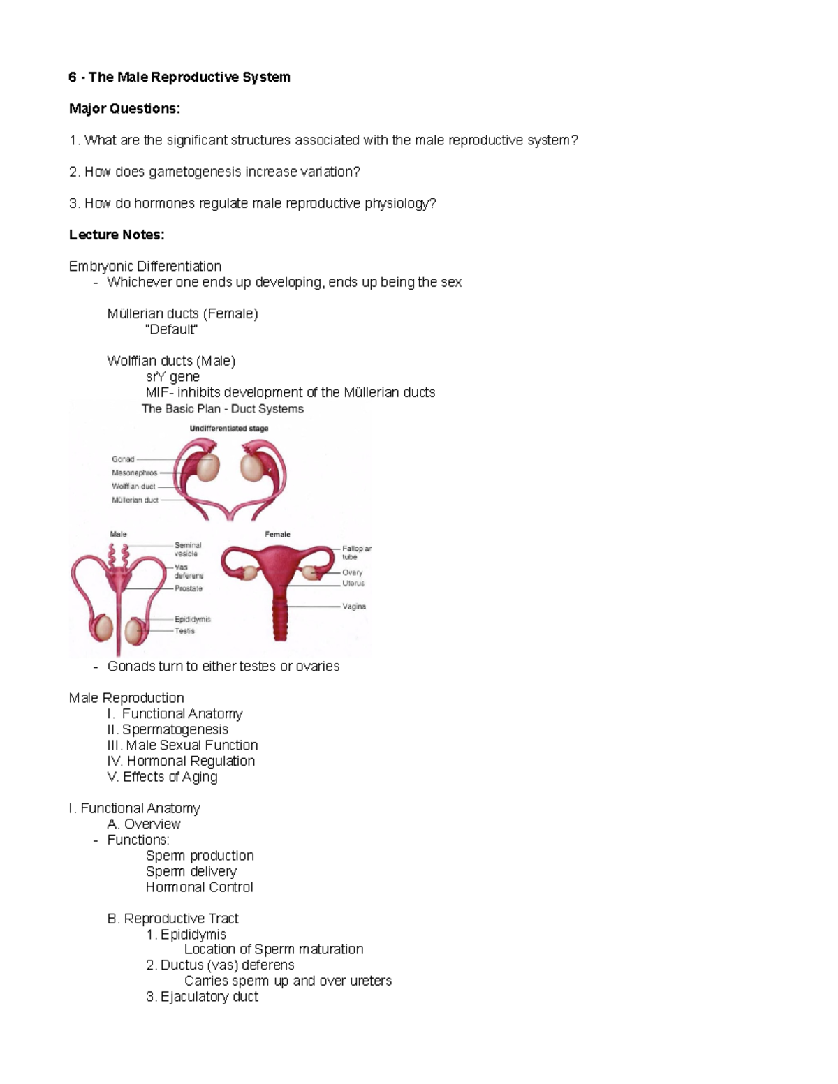 Male Reproduction - 6 - The Male Reproductive System Major Questions ...