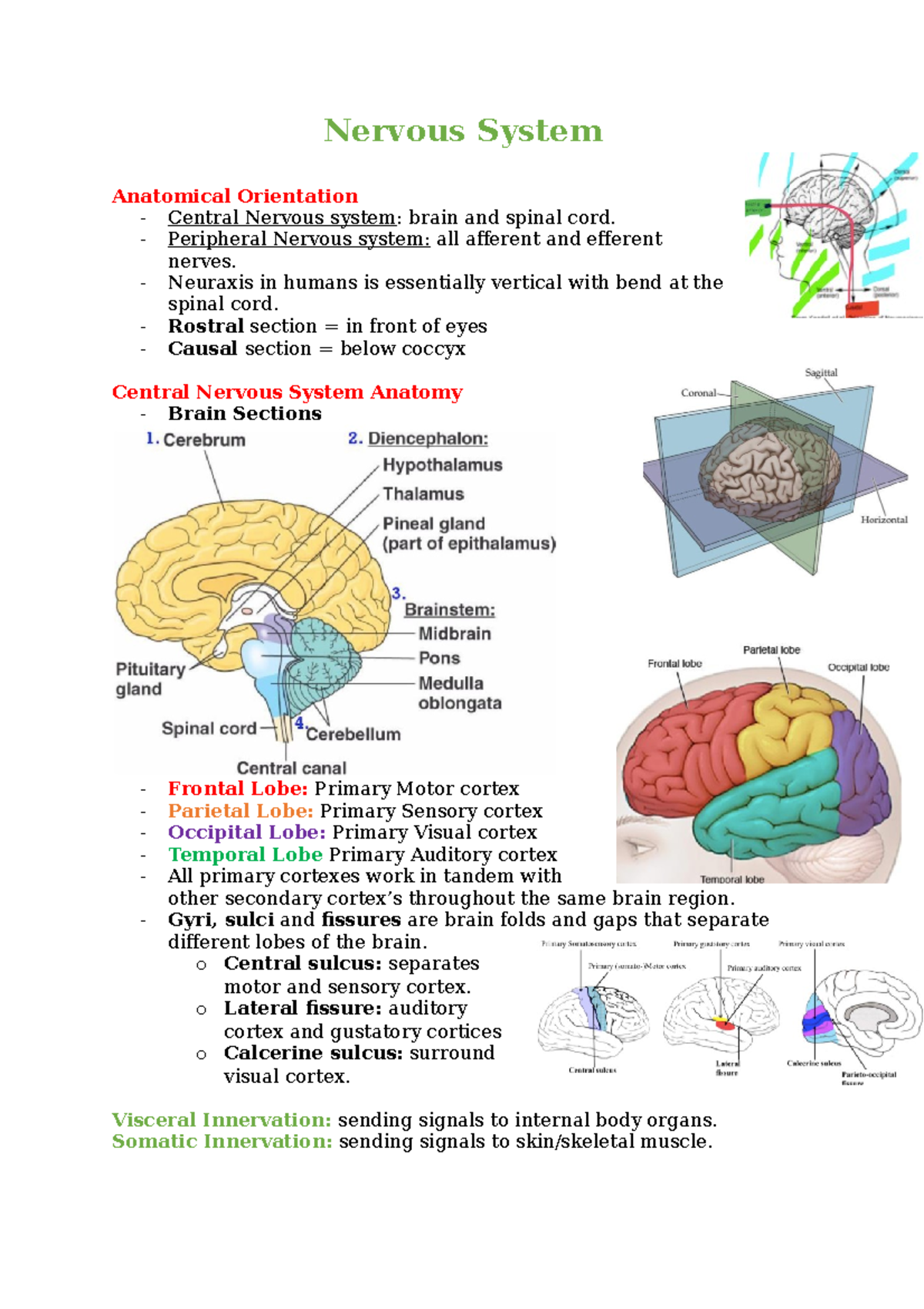 Nervous System - Peripheral Nervous system: all afferent and efferent ...