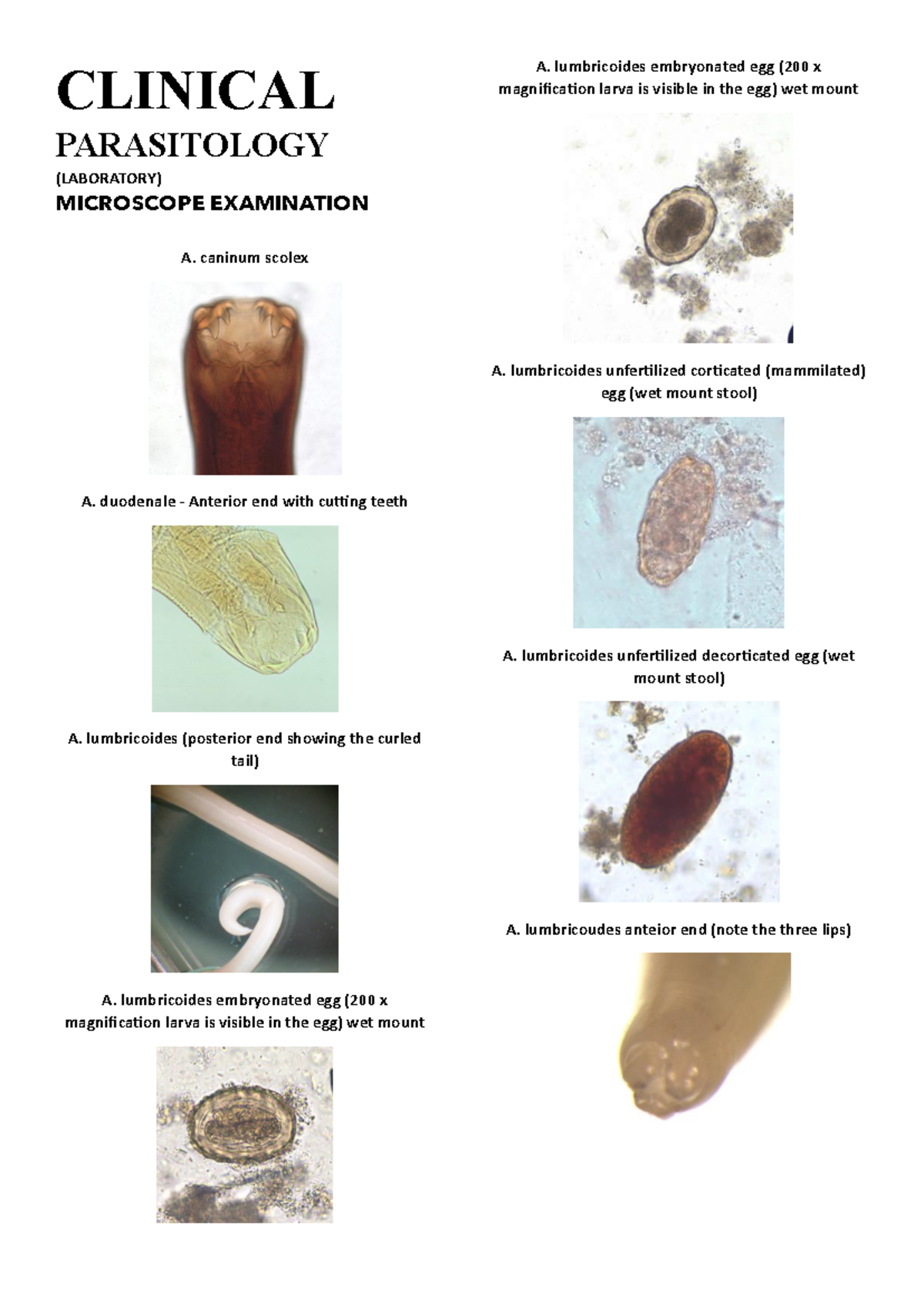 Microscope Examination Parasitology and Histology - CLINICAL ...