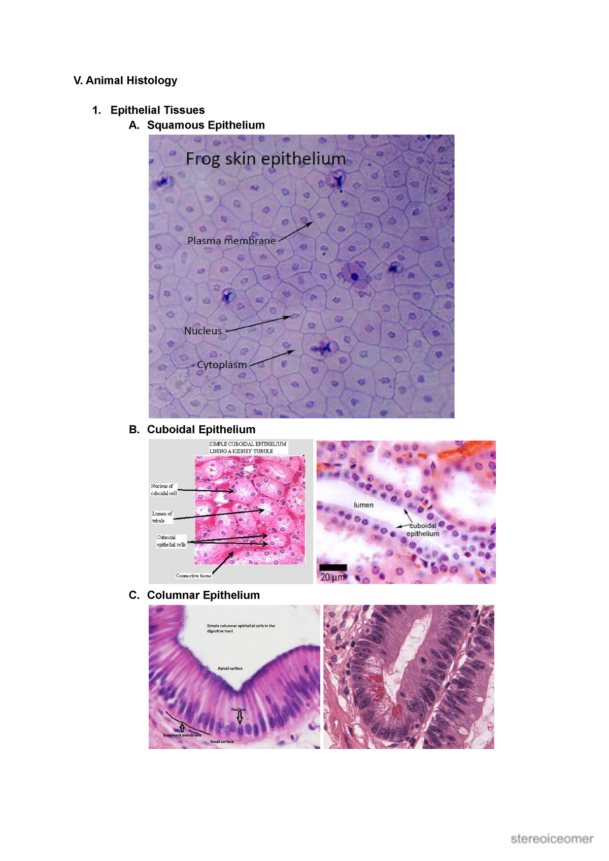 Zoo lab 5-7 - Zoo Lab Reviewer - V. Animal Histology Epithelial Tissues ...