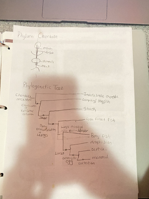 [Solved] Read the instructions for the procedures simulation 1 and read ...