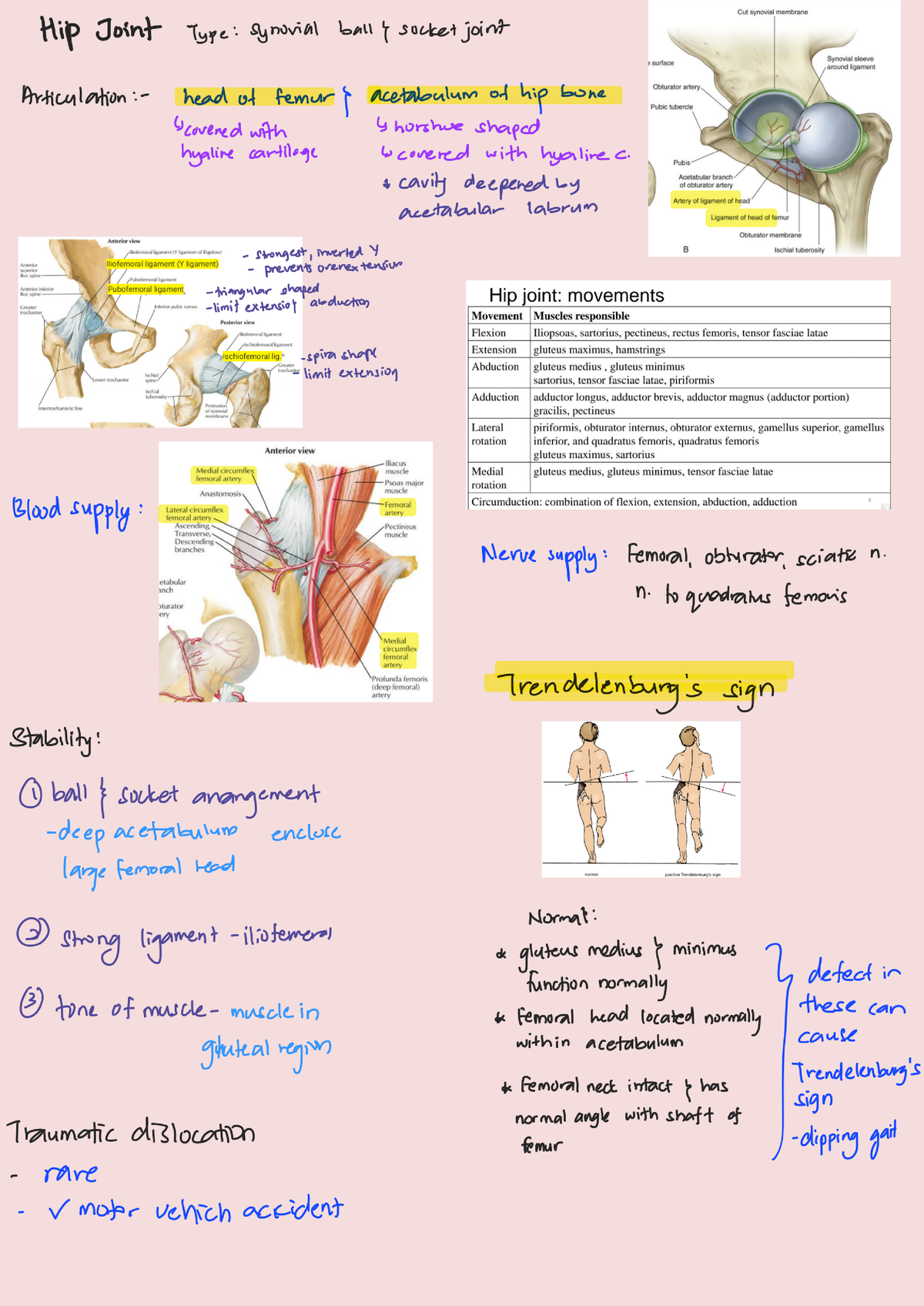 Joints of Lowerlimb - Doctor of Medicine Program - Studocu