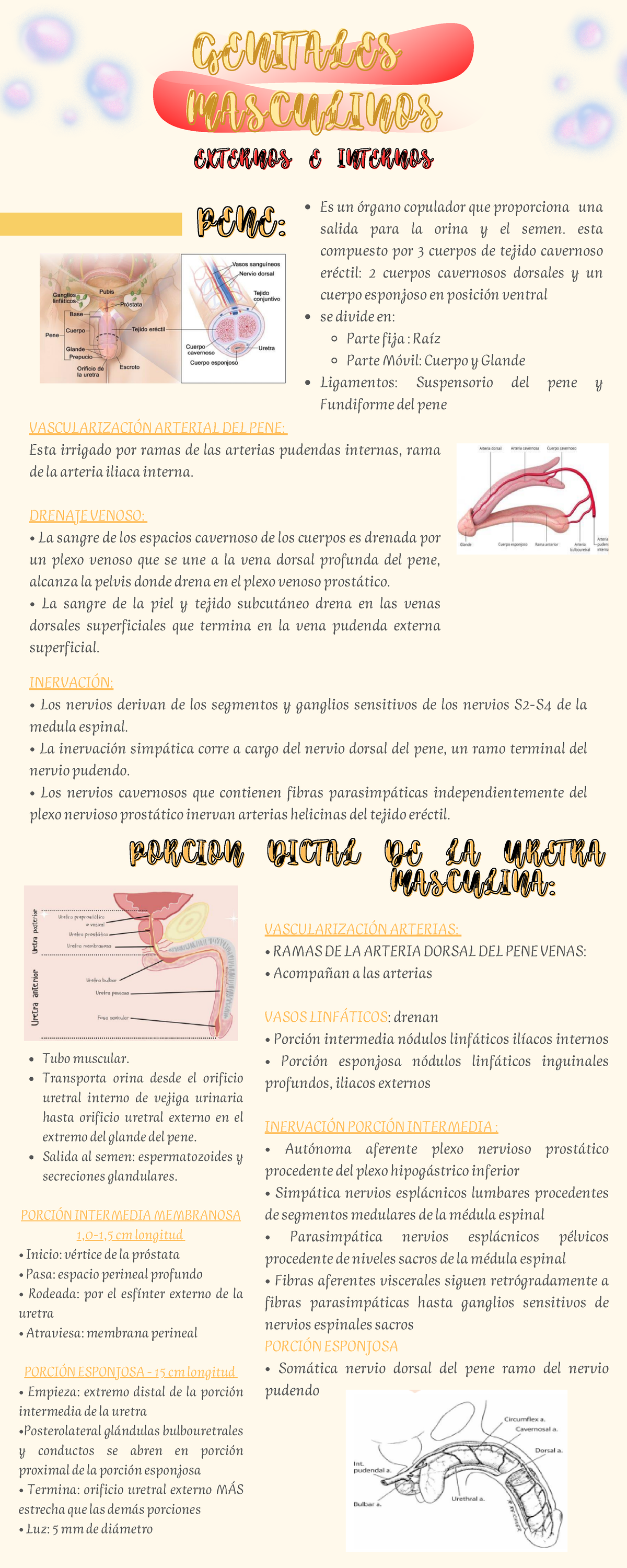 Genitales Externos Internos Masculinos - GENITALESGENITALES ...