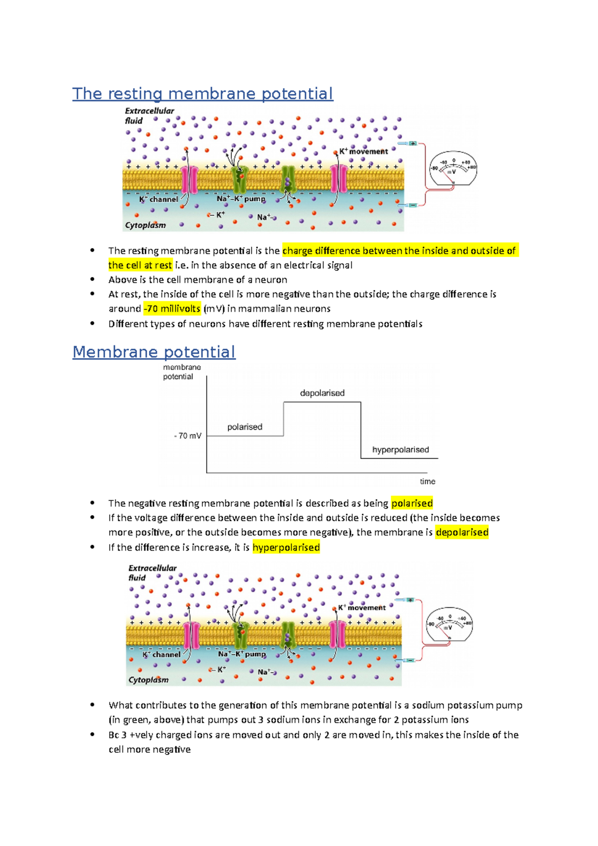 NS action potential - Lecture notes 7 - The resting membrane potential ...