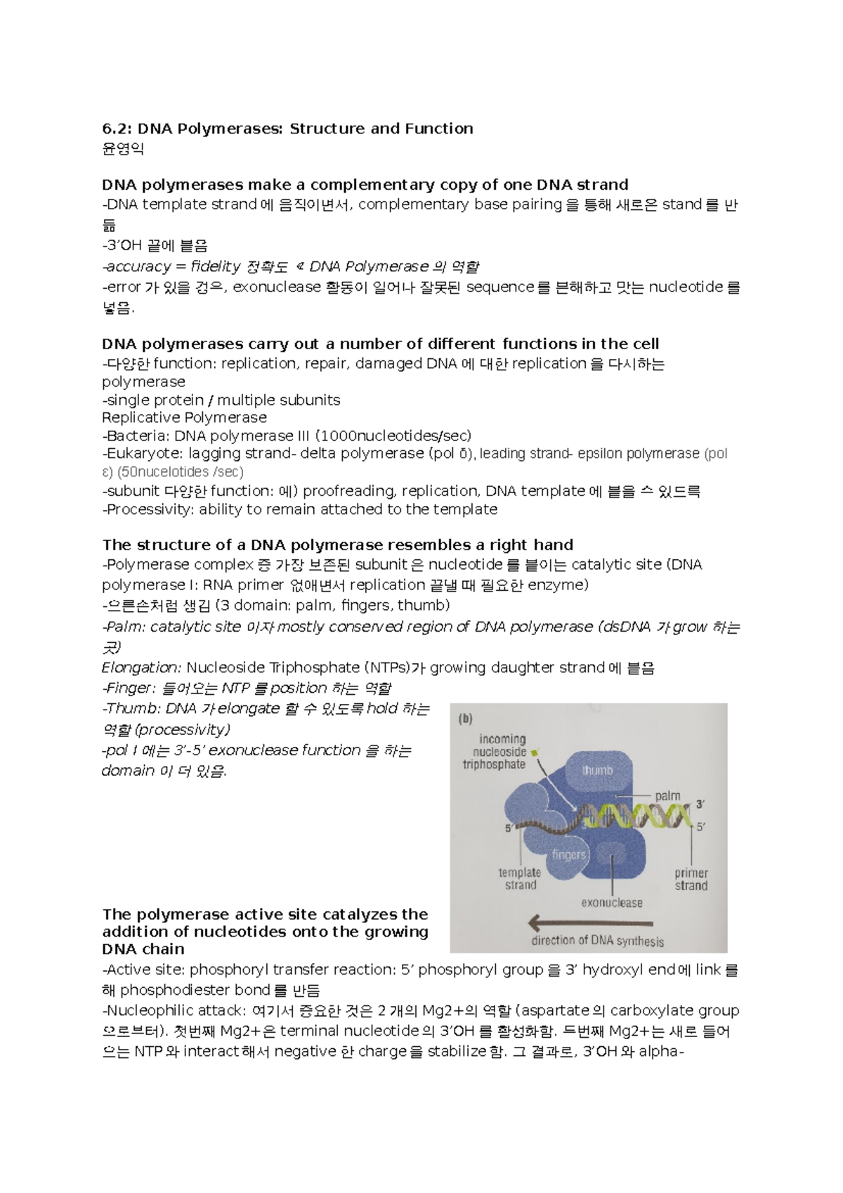 분자생물학 DNA polymerase & structure - 6: DNA Polymerases: Structure and ...