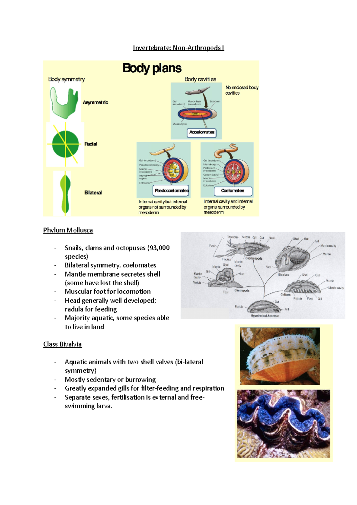 Lecture 4 Invertebrate Non-Arthropods I - Invertebrate: Non-Arthropods ...