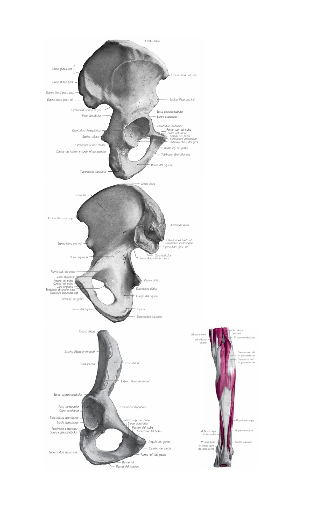 Imágenes miembro inferior - Cresta iliaca Linea glutea ant Espina ...