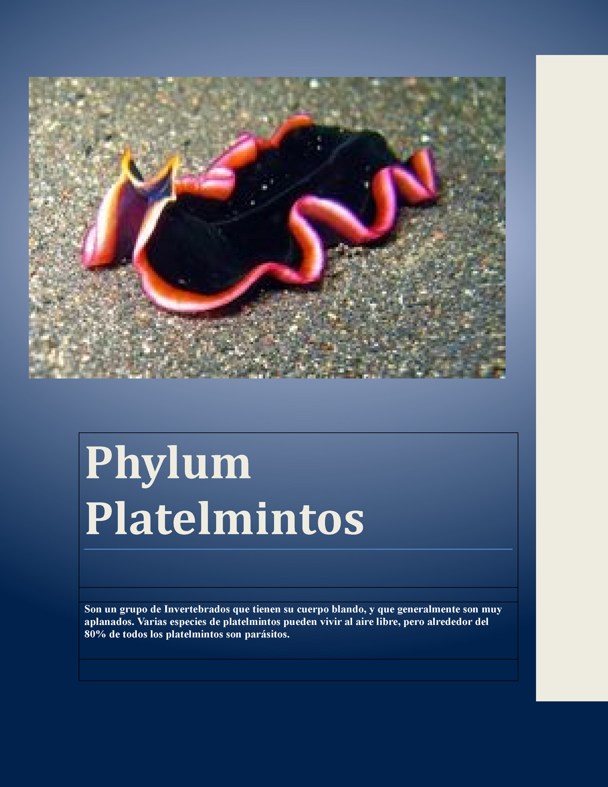 Phylum Platelmintos Caracteristicas Tipos Phylum Platelmintos Son Un Grupo De Invertebrados