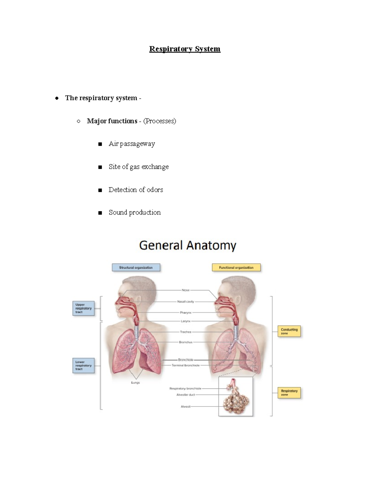 Anatomy and Physiology ll - Respiratory system - Respiratory System The ...