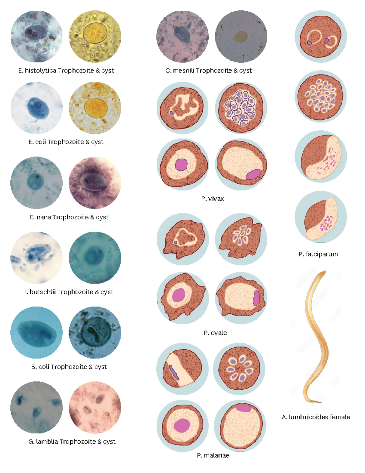 PARASITOLOGY PICTURES - E. histolytica Trophozoite & cyst E. coli ...