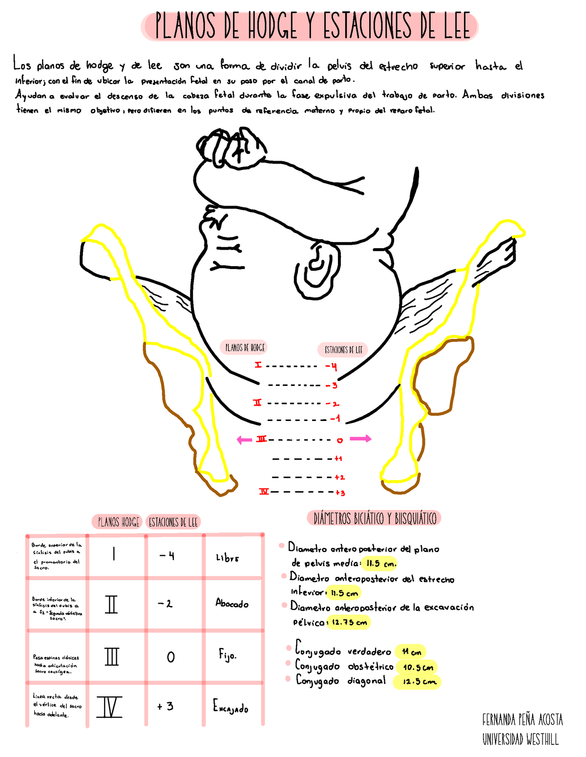 Ginecolog A Y Obstetricia Planos De Hodge Y Estaciones De Lee Planos De Hodge Estaciones De