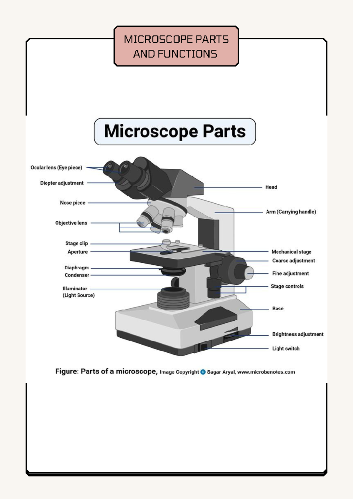 Microscope parts and functions - MICROSCOPE PARTS AND FUNCTIONS Three ...