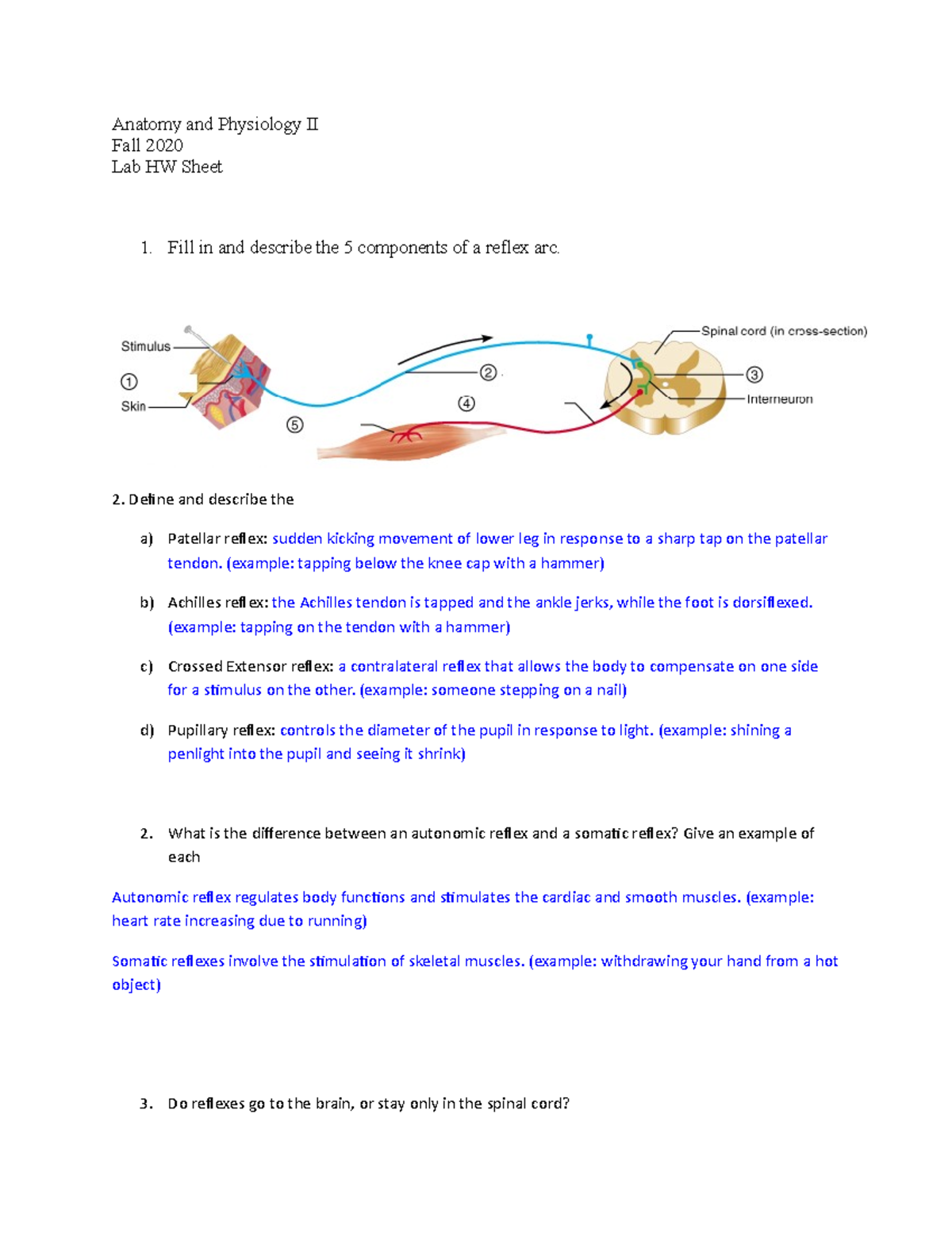 Reflexes Lab HW - Professor Stoski - Anatomy and Physiology II Fall ...