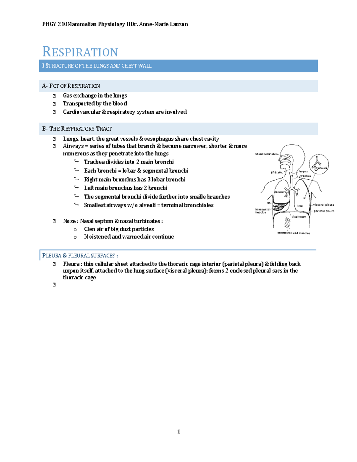 Respiration-Summary - RESPIRATION I STRUCTURE OF THE LUNGS AND CHEST ...