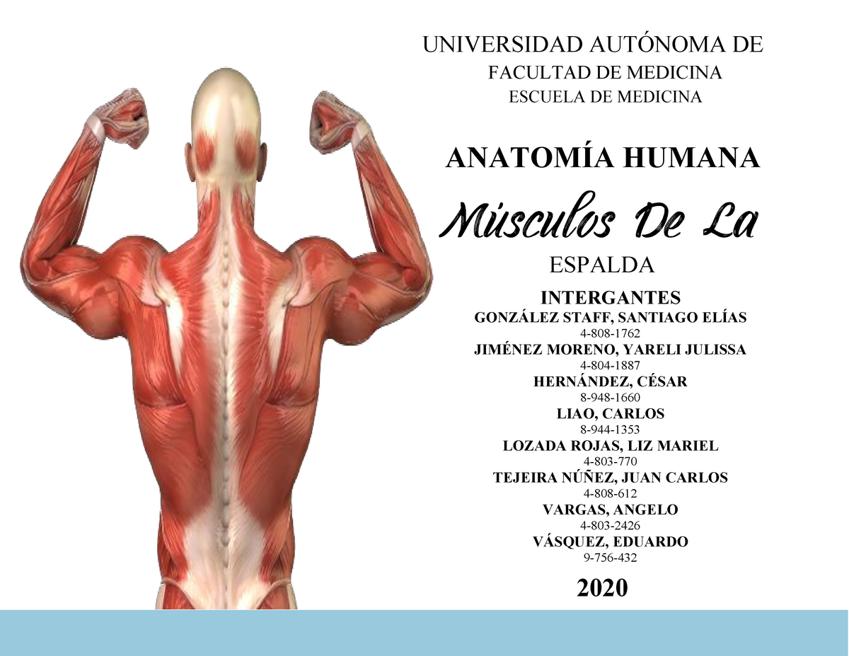 Cuadro 3- Músculos de la Espalda - ESPALDA ANATOMÍA HUMANA 2020