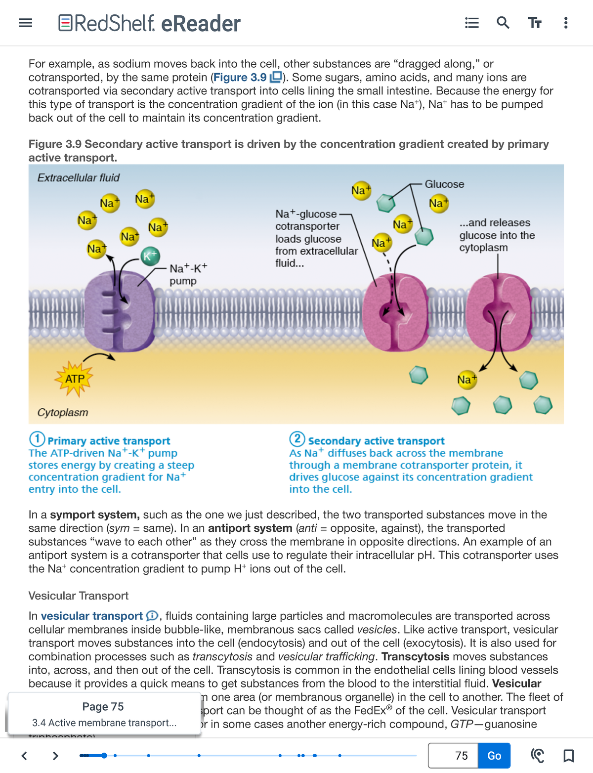 Human Anatomy & Physiology, 11e - For example, as sodium moves back ...