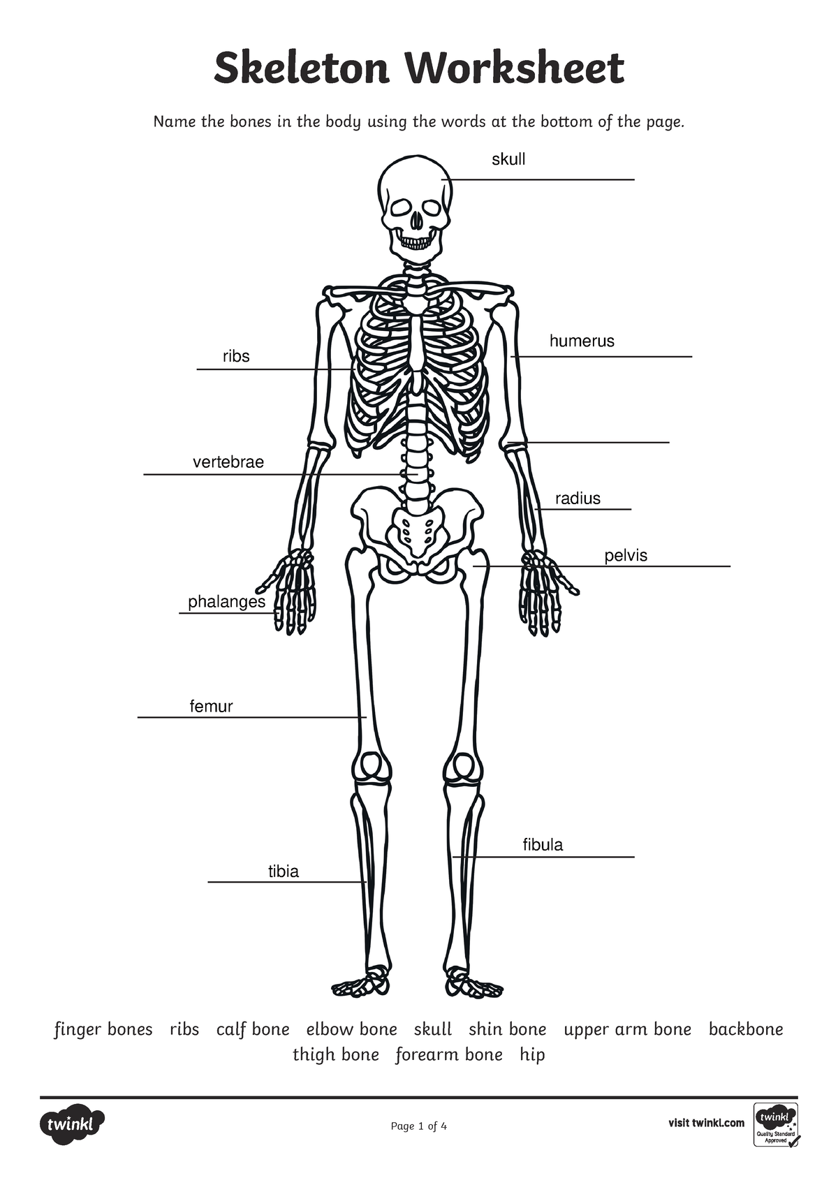 Skeleton-Worksheet - Skeleton Worksheet Name the bones in the body ...