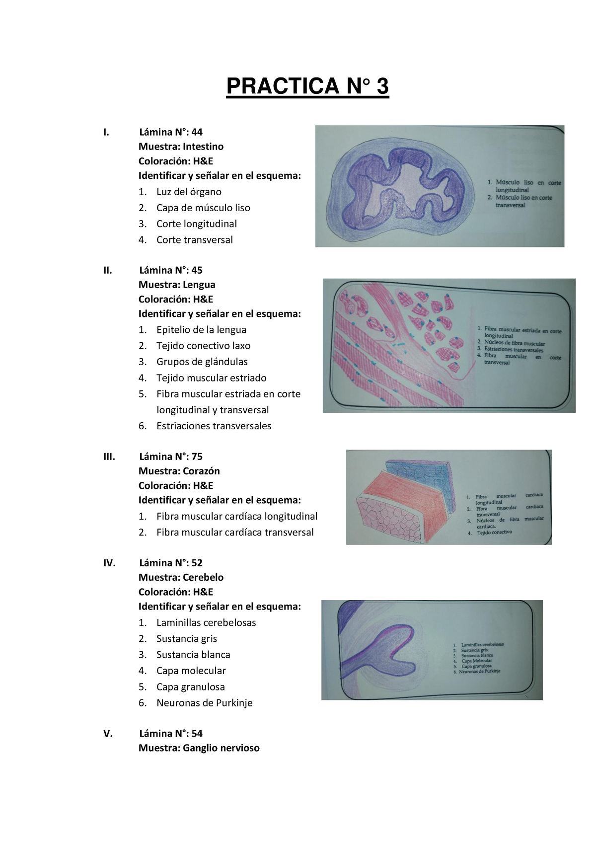 Practica 3 - Práctica 3 De Segunda Fase, HISTOLOGÍA - PRACTICA N° 3 I ...