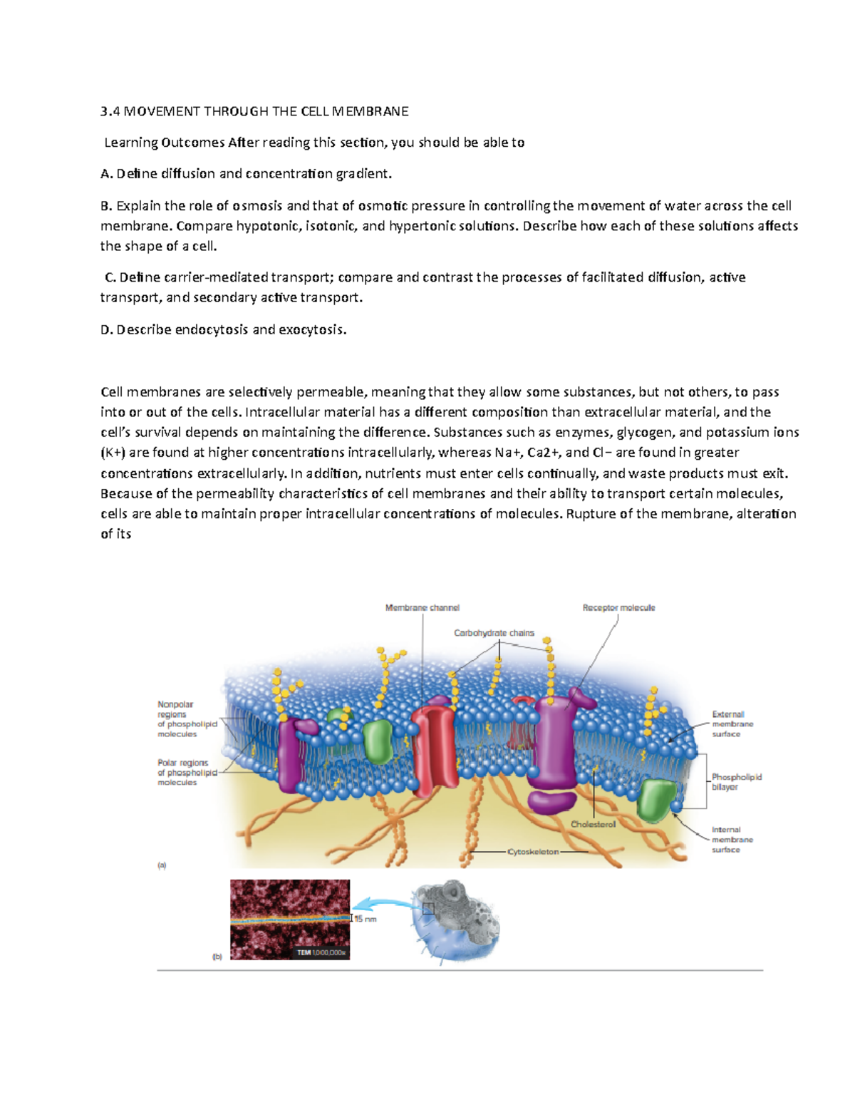 Seeley's Anatomy and Physiology Chapter 3.3 - 3 MOVEMENT THROUGH THE ...