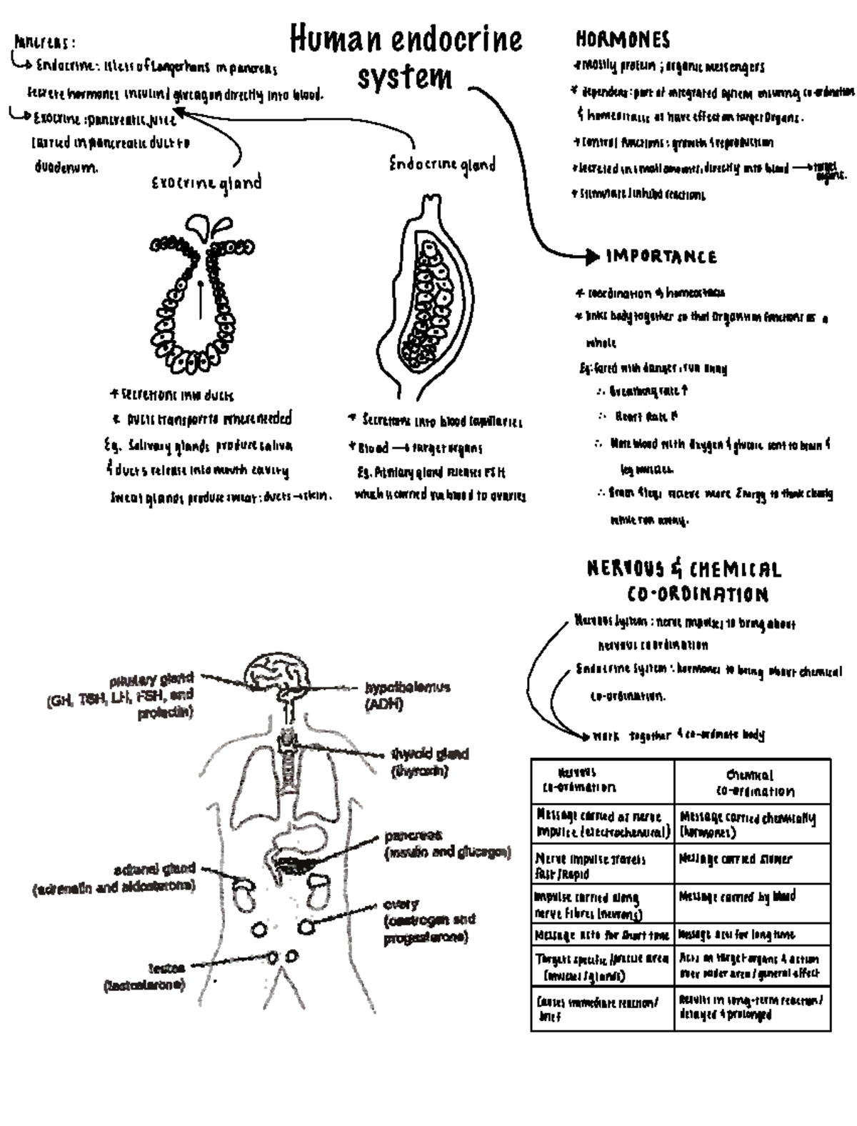 Human endocrine system - ####### HORMONES Endocrine isletsofLangerhans ...