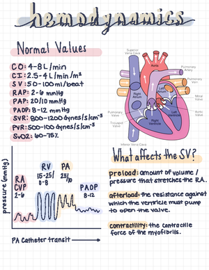 Respiratory notes (test 2) - A & P review: Ventilation Diffusion ...