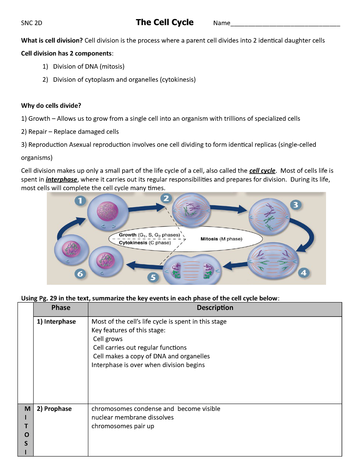 Copy Of The Cell Cycle Ws Snc D The Cell Cycle Name What Is