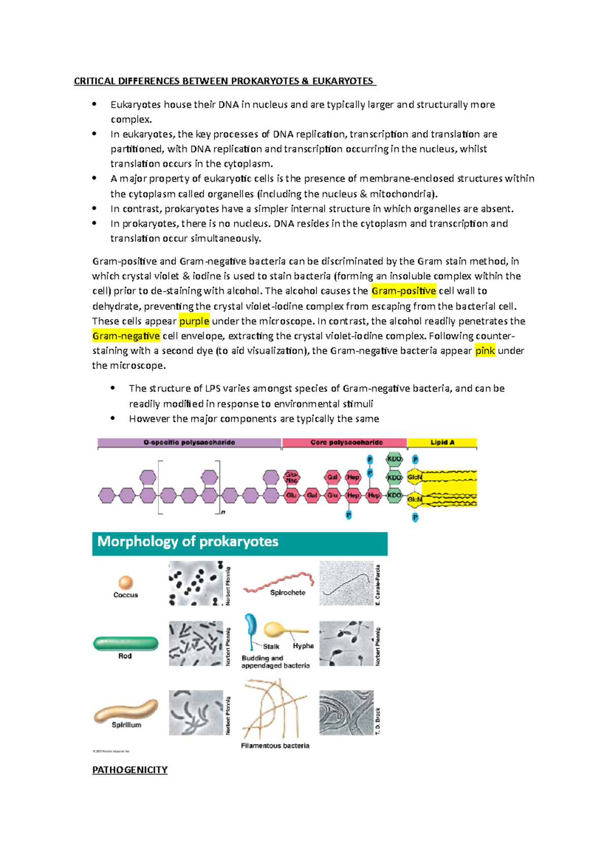 Critical Differences Between Prokaryotes AND Eukaryotes - CRITICAL ...