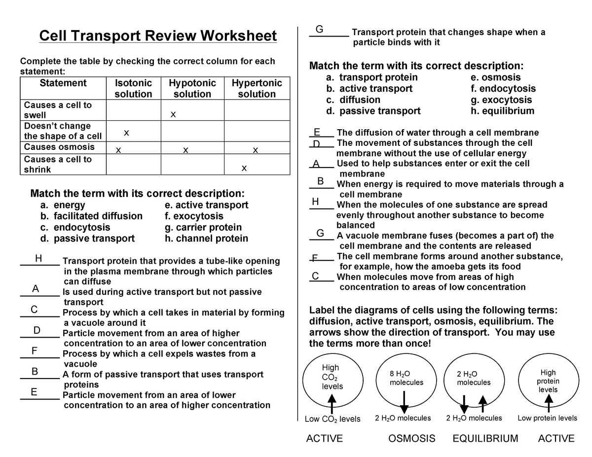 Cell Transport Review KEY Cell Transport Review Worksheet Complete The Table By Checking The 