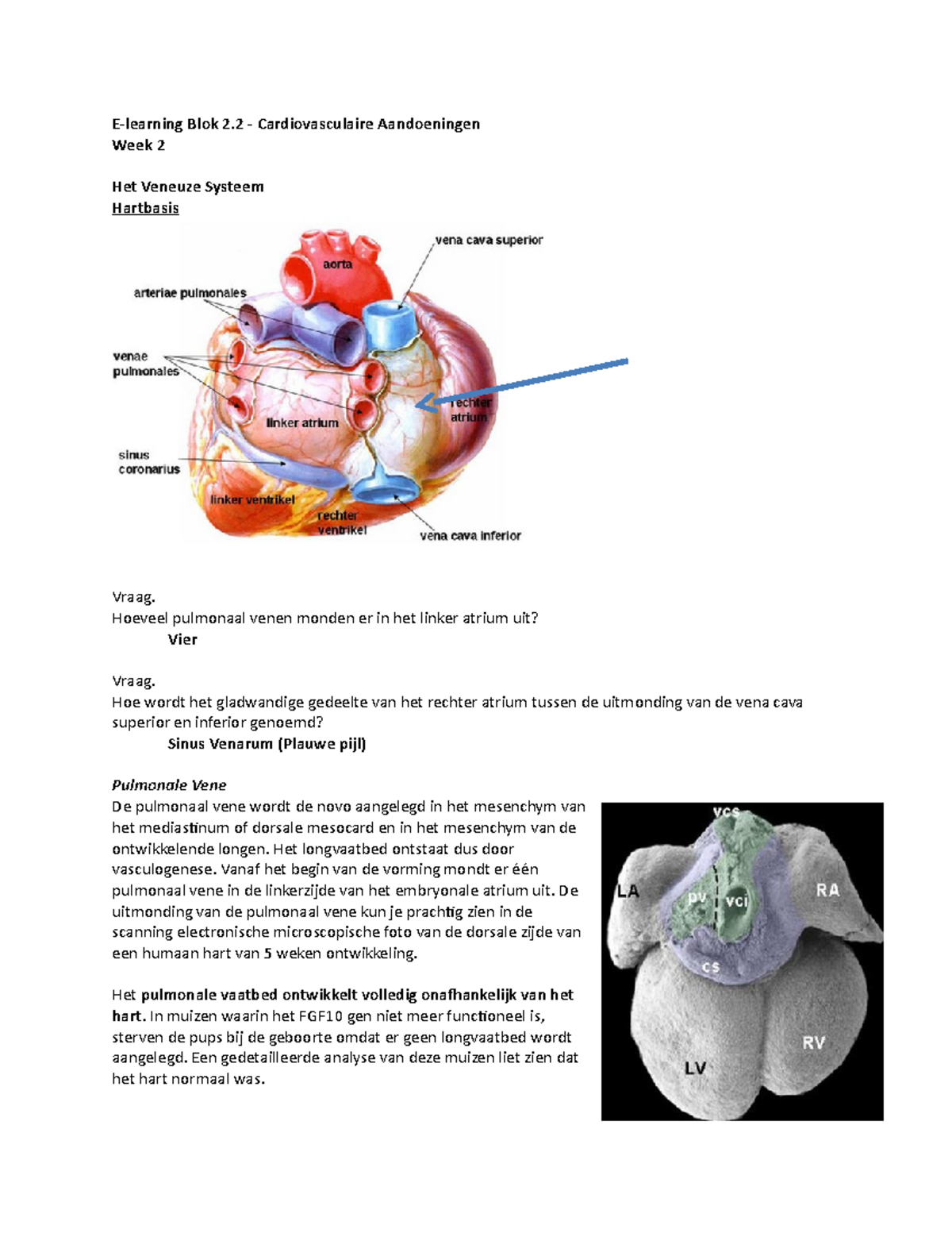 Samenvatting - E-learning; Het Veneuze Systeem - E-learning Blok 2 ...
