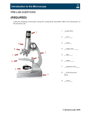 Lab Practical 2 Study Guide - Nervous Tissue Anatomy Dendrites Cell ...