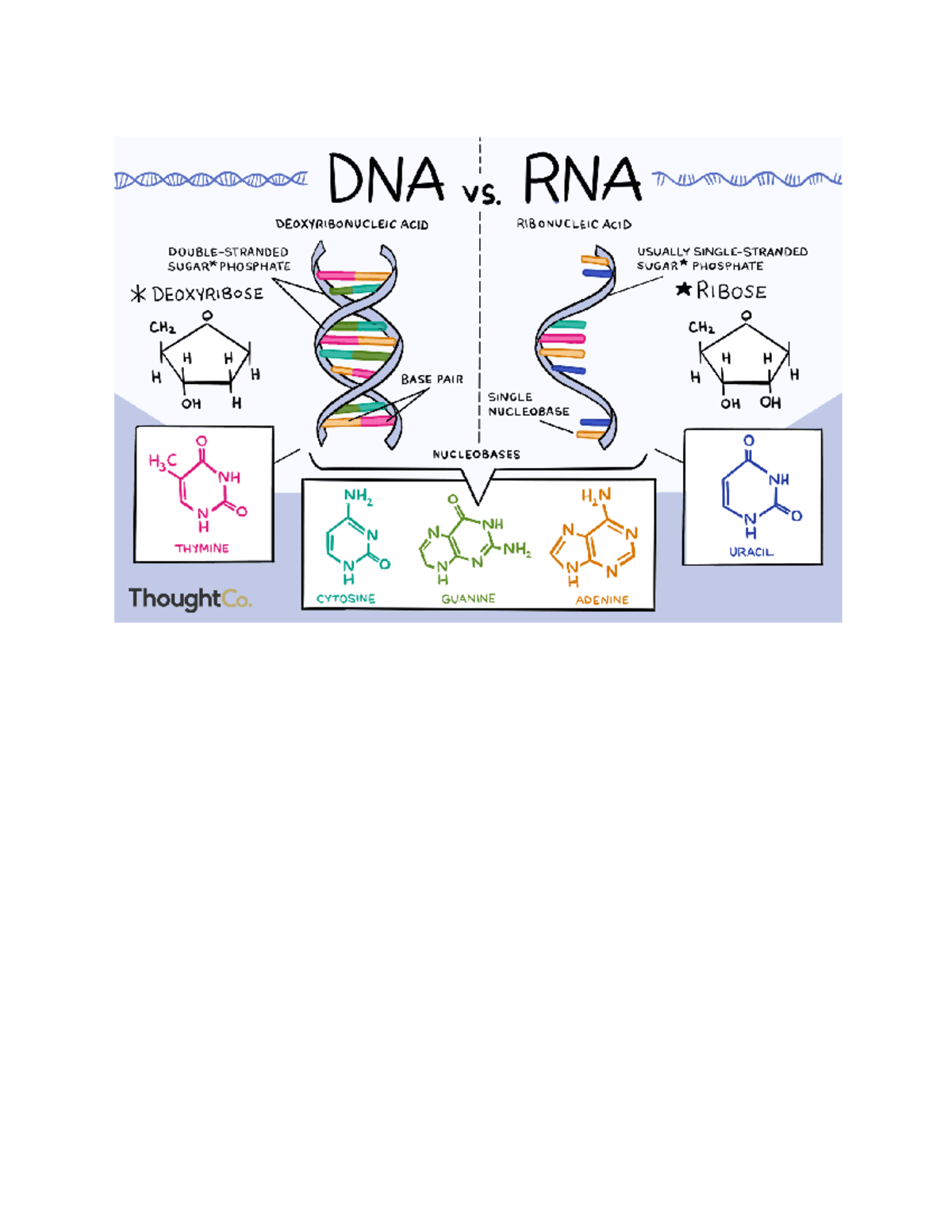 Dna rna 2 - Summary Medical Technology - Studocu