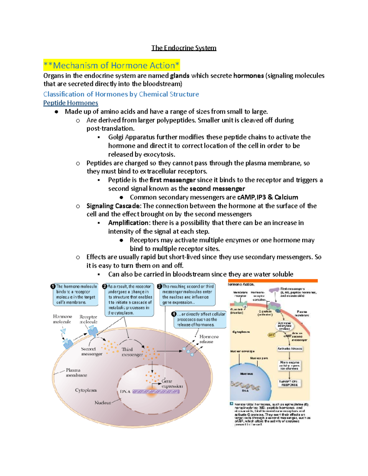 The Endocrine System - Notes for Bio II - The Endocrine System ...