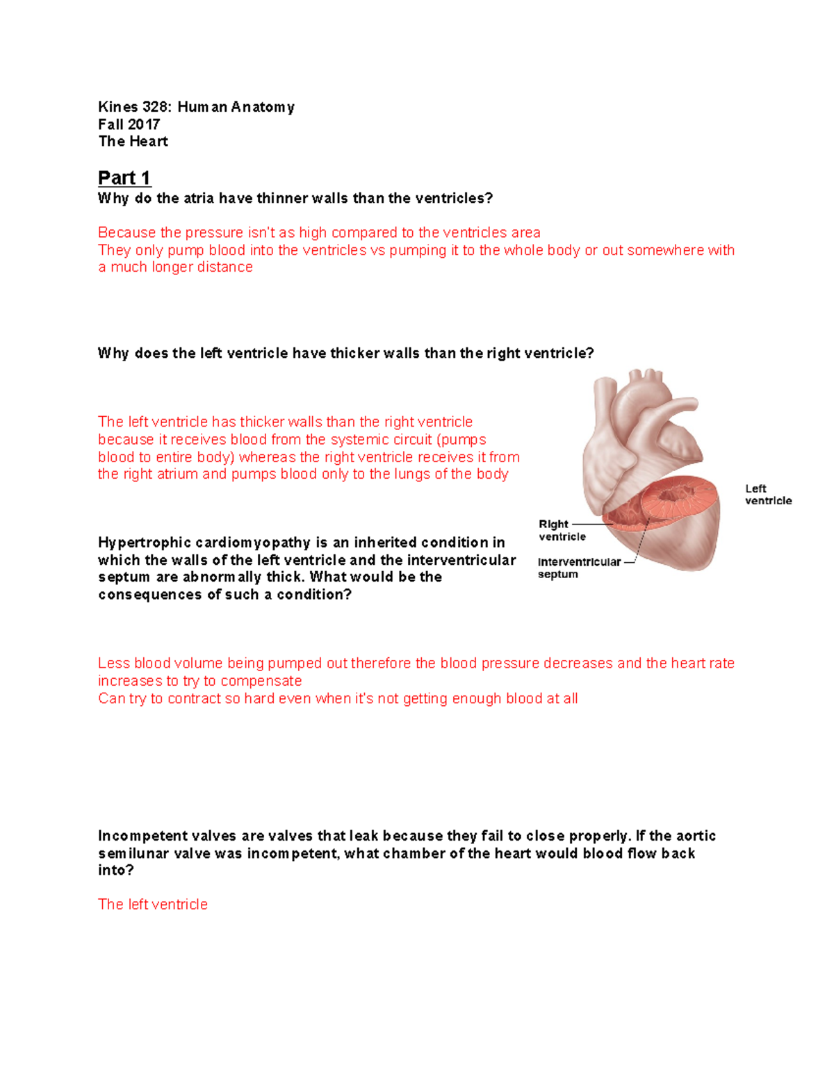 F17 Heart Worksheet - Kines 328: Human Anatomy Fall 2017 The Heart Part ...