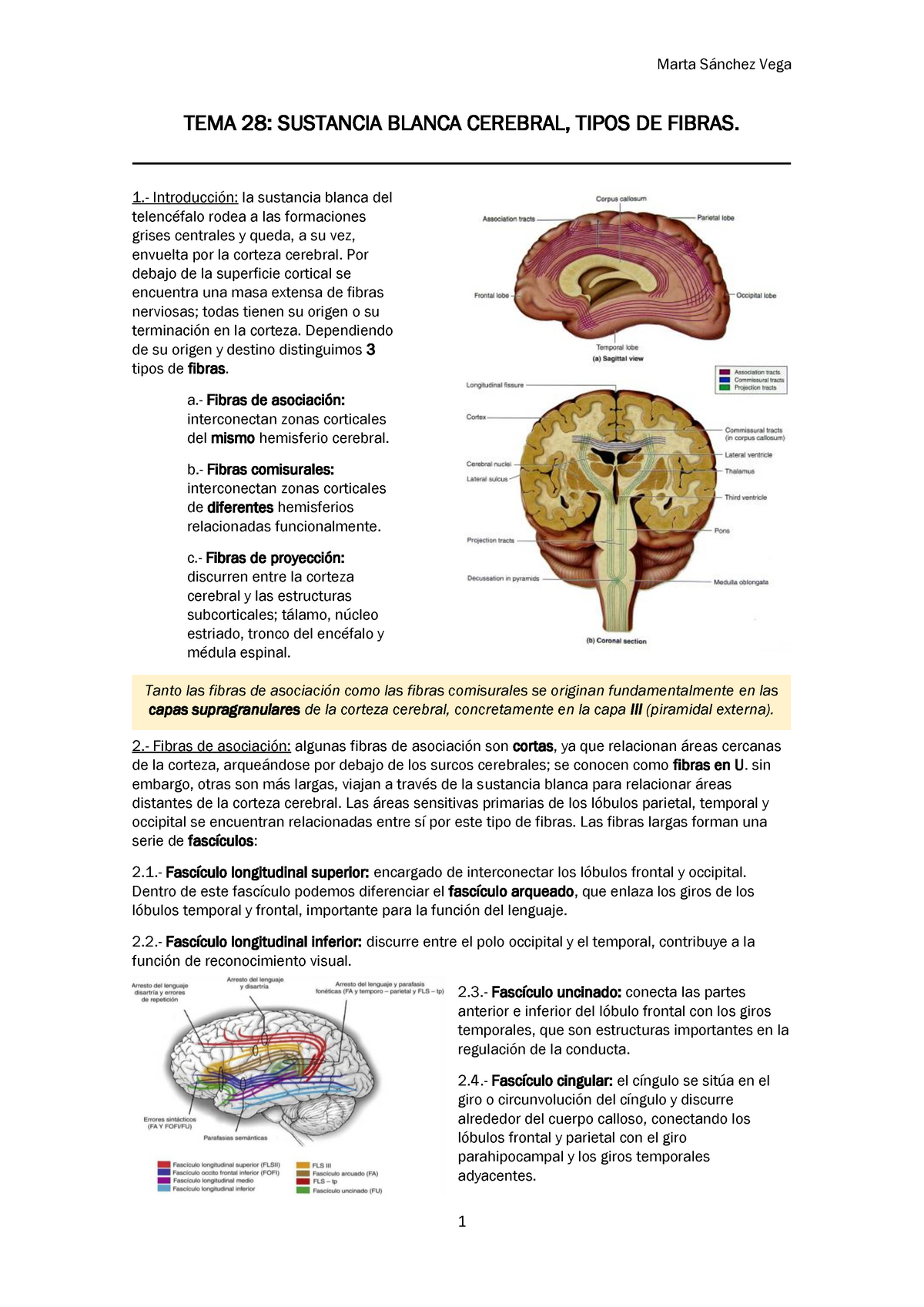 fascículo longitudinal superior