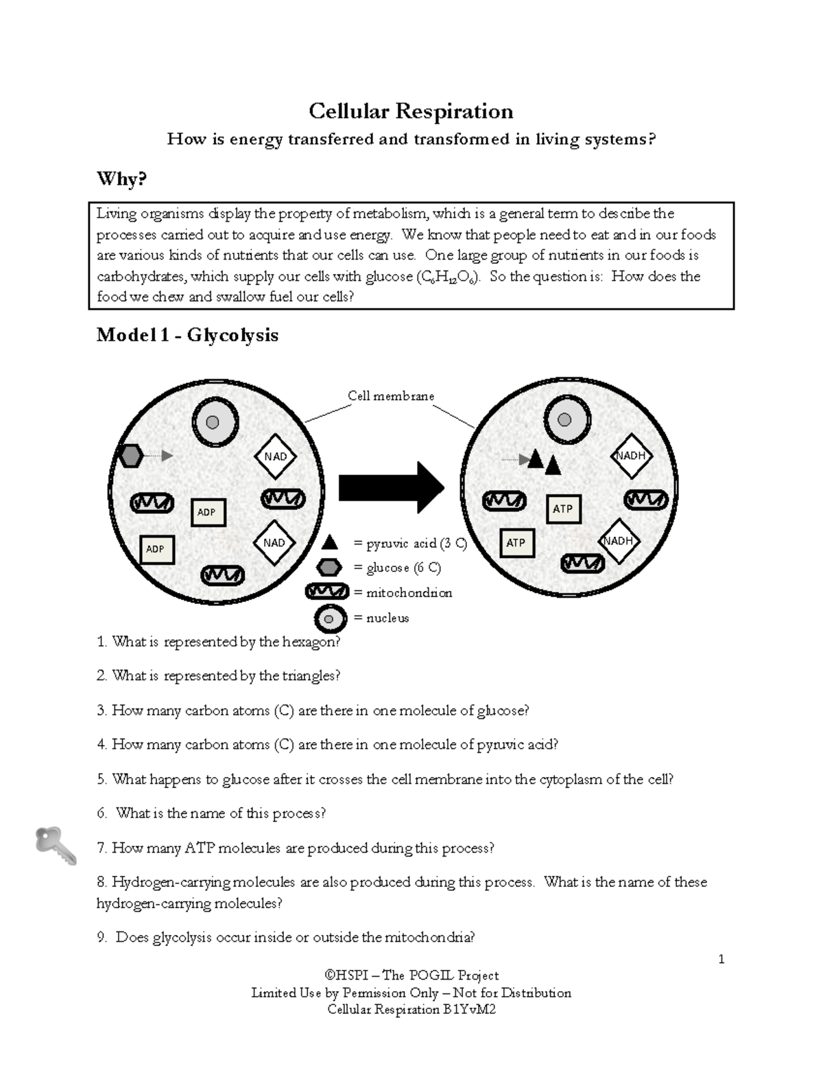 Glycolysis & Krebs Cycle Pogil: Master Cellular Respiration Now! - bb002p3