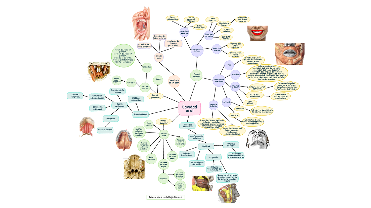 Anatomía cavidad oral - Frenillo del labio superior Pared anterior Zona ...