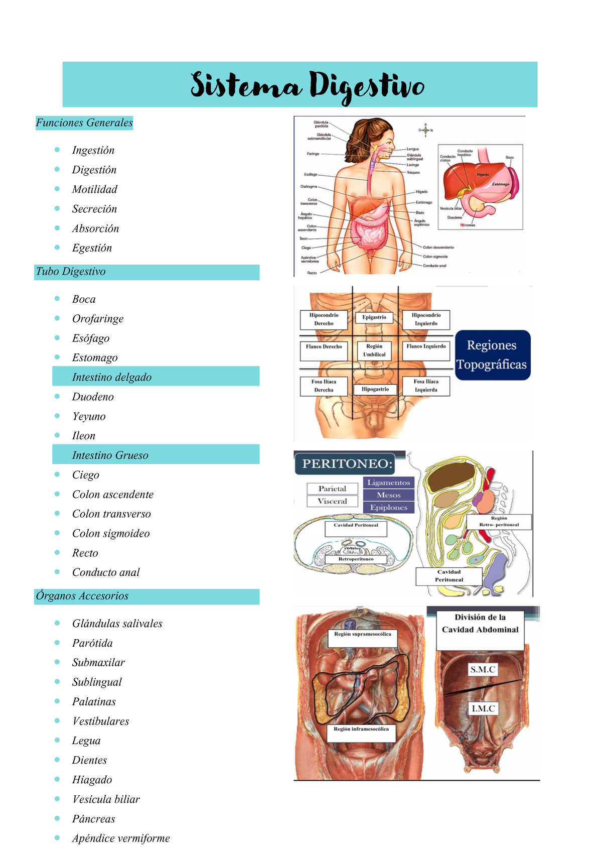 Sistema Digestivo Funciones Generales Ingestión Digestión Motilidad