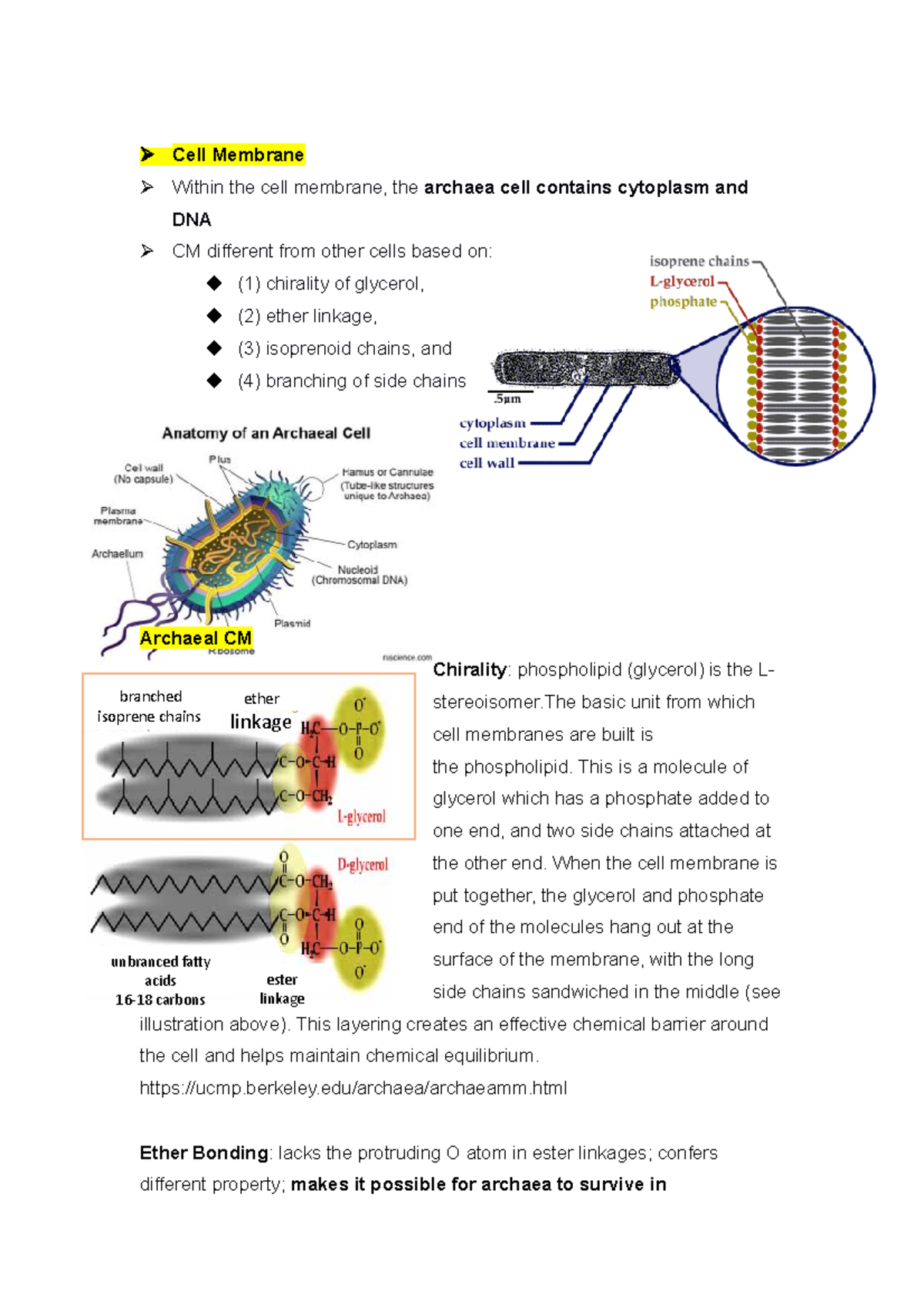 Archaea Cell Membrane Cell Membrane Within the cell membrane, the