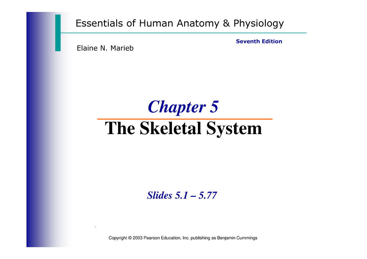 Chapter 5 Jk - Essentials Of Human Anatomy & Physiology Elaine N ...