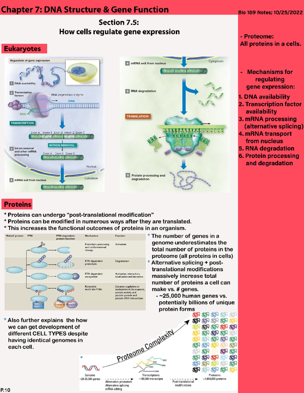 Chapter 7; Section 5: How Cells Regulate Gene Expression pt2 - BIOL 189 ...