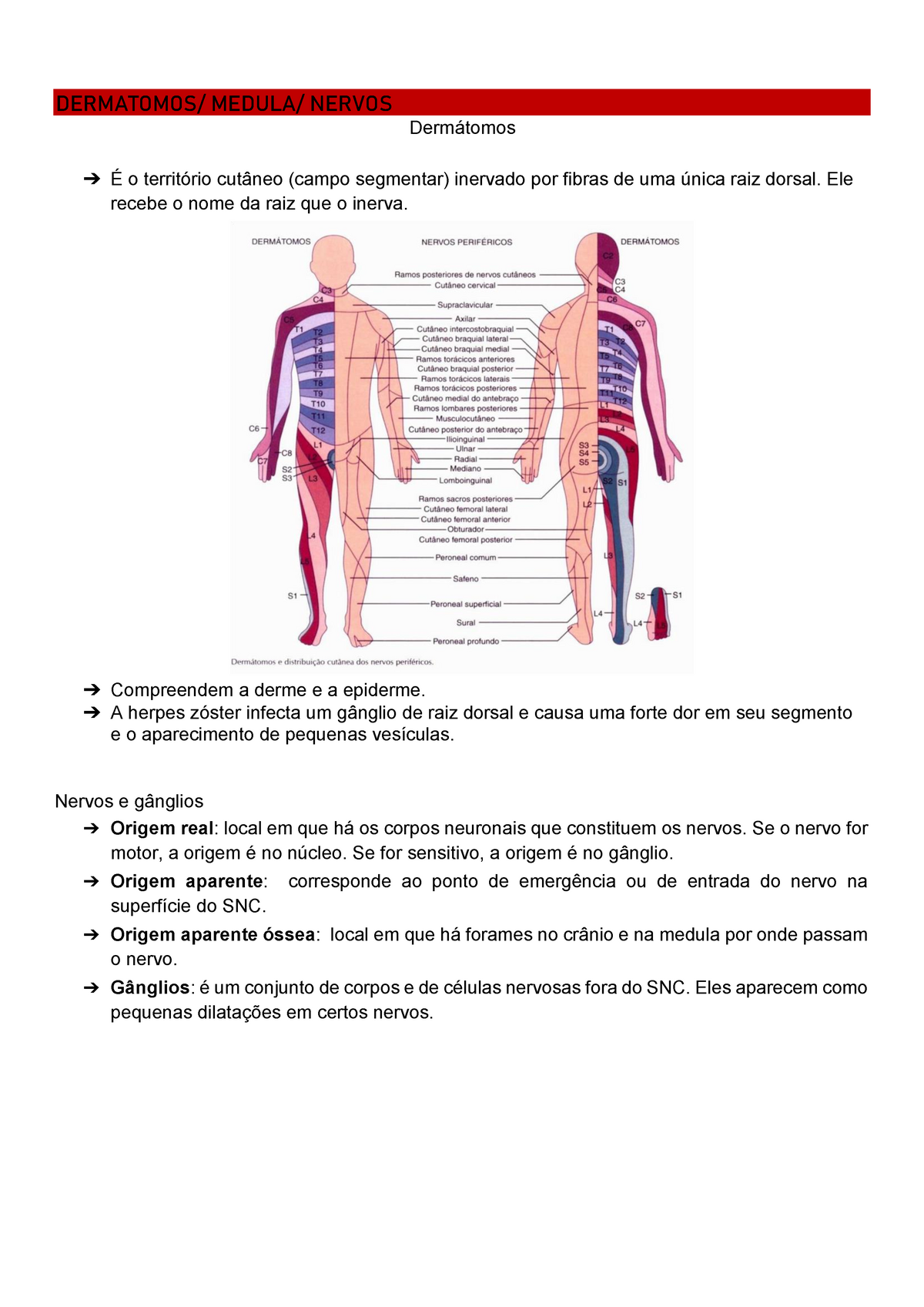 dermátomos dos membros inferiores