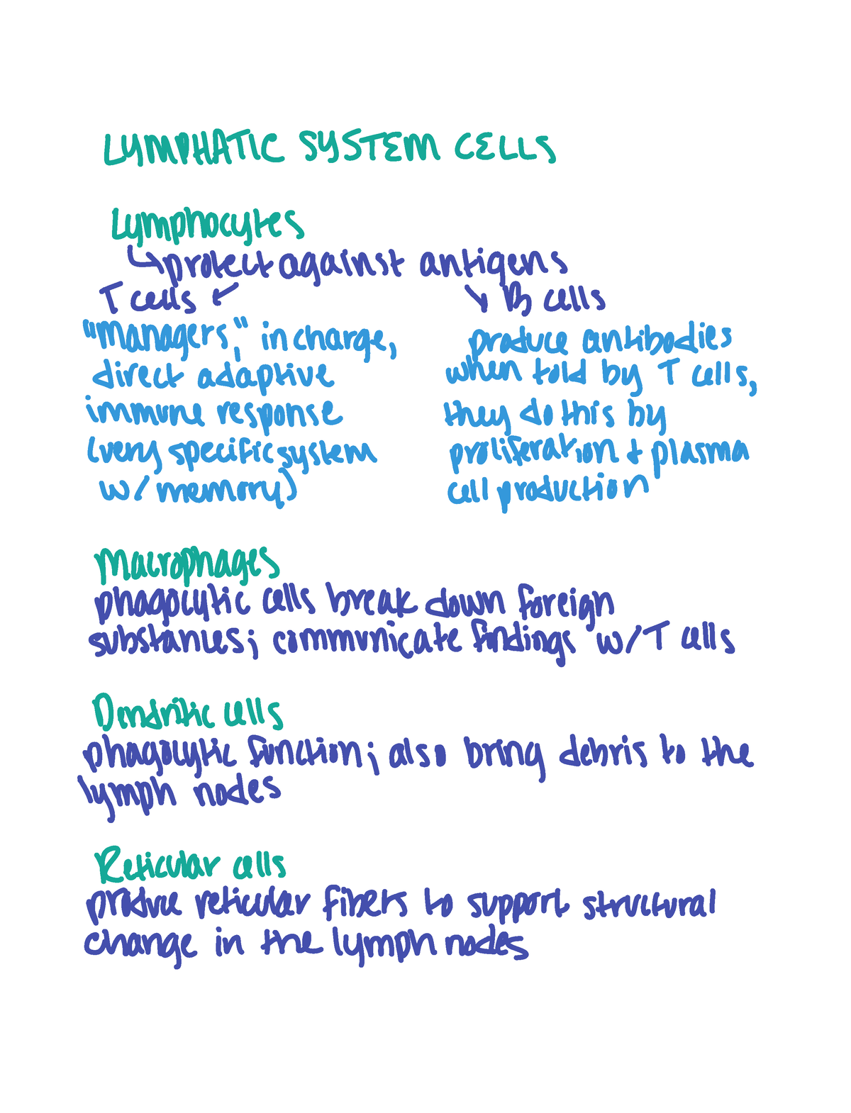 Lymphatic System Notes - LYMPHATIC SYSTEM CELLS Lymphocytes protect ...
