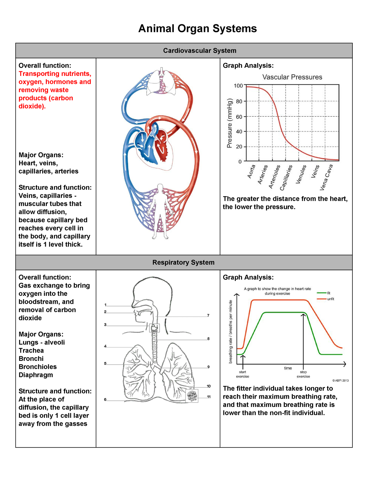 09-animal-systems-worksheets-p3-answers-animal-organ-systems-cardiovascular-system-overall