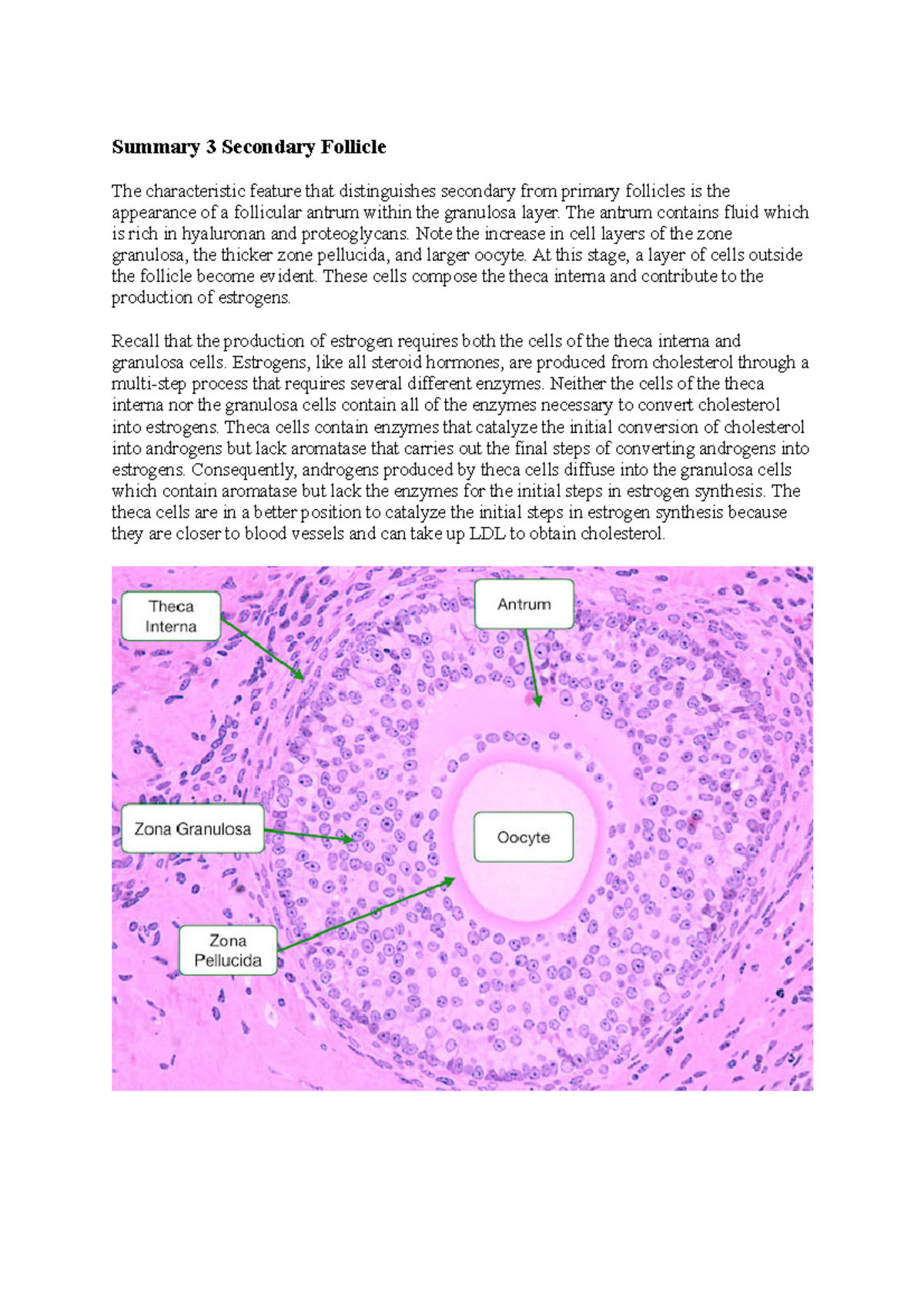 Secondary Follicle Summary - BIOL30001 - Unimelb - Studocu