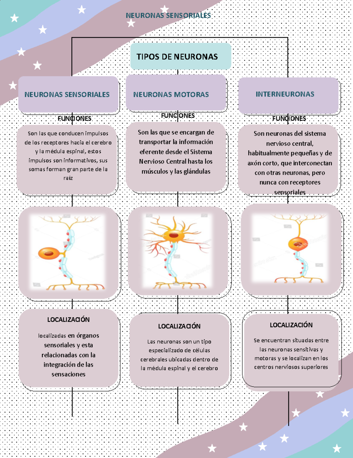 tipos y funciones de los receptores sensoriales