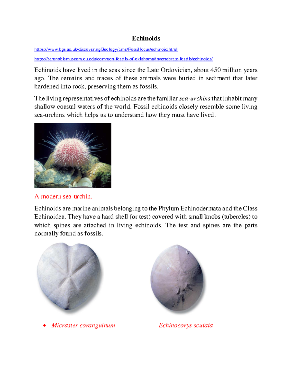 8 Echinoids Lecture notes 8 paleontology Studocu