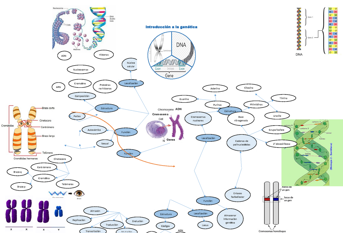 Mapa mental genética - ADN Histonas Proteínas no histonas Nucleosomas  Cromatina ARN Núcleo celular - Studocu