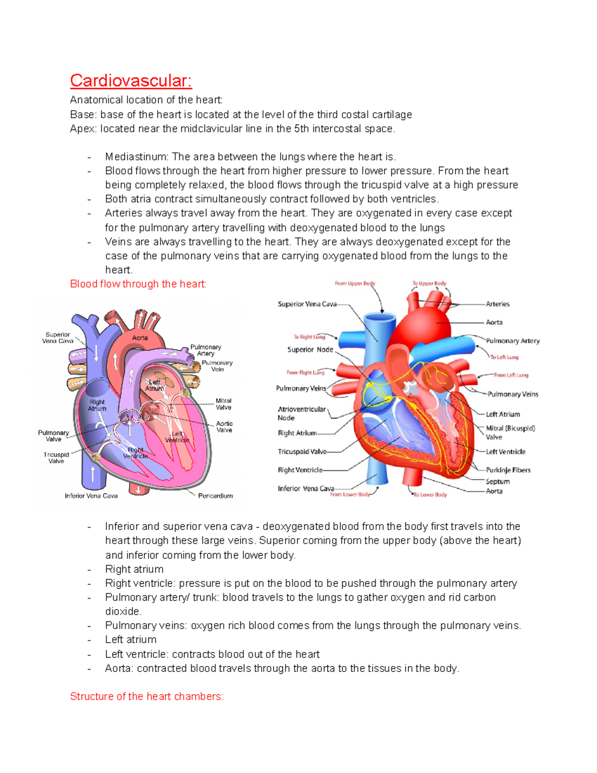 152 anatomy prac - Cardiovascular: Anatomical location of the heart ...