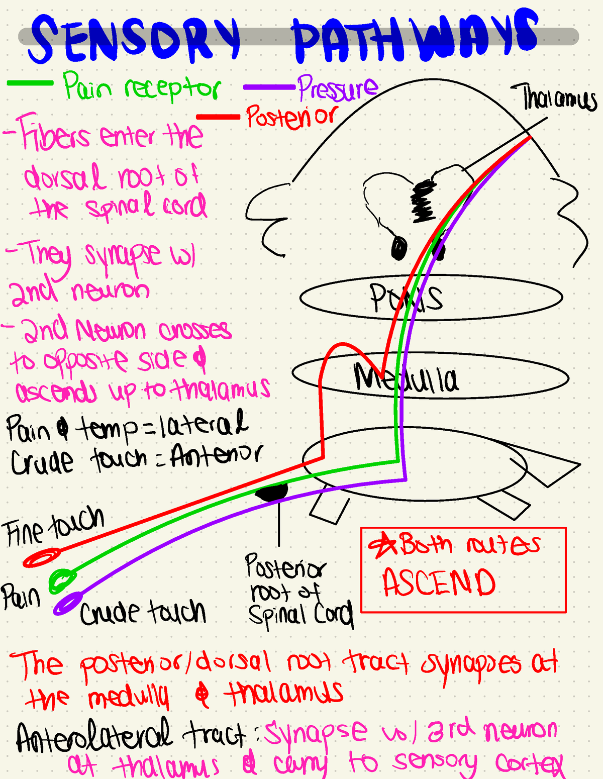 Sensory Pathways